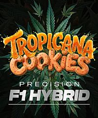 Barneys Farm -Tropicana Cookies Auto