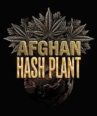 Barneys Farm - Afghan Hash Plant Auto