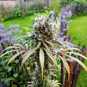 RQS AMG - Amnesia Mac Ganja 