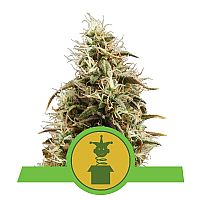  RQS Royal Jack Automatic  