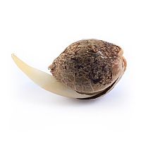  RQS Sweet Skunk Automatic 