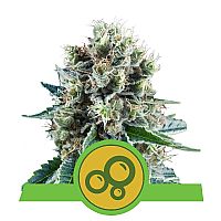 RQS Bubble Kush Automatic 