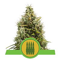 RQS Royal AK Automatic 