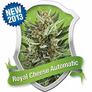RQS Royal Cheese Automatic 