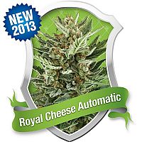 RQS Royal Cheese Automatic 