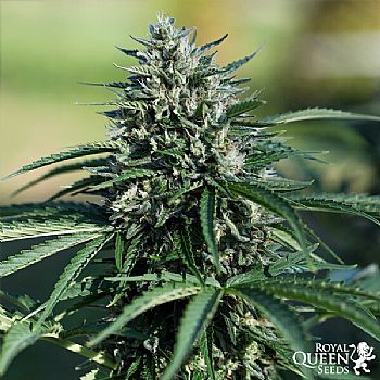 RQS Royal Cookies Automatic  