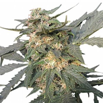 RQS Royal Haze Automatic  