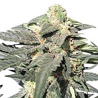 RQS Royal Haze Automatic  