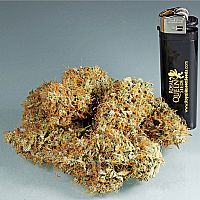 RQS Amnesia Haze Automatic 