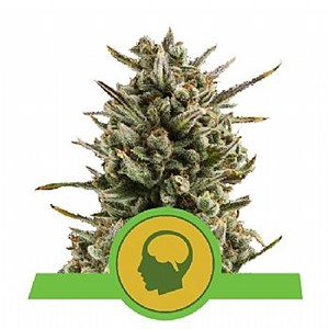 RQS Amnesia Haze Automatic 