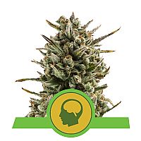 RQS Amnesia Haze Automatic 