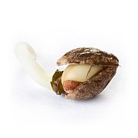 RQS Autoflowering Mix 