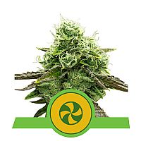 RQS Sweet ZZ Automatic