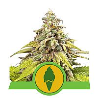  RQS Green Gelato Automatic