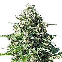 RQS Royal Gorilla Automatic