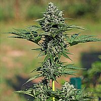 RQS Royal Gorilla Automatic