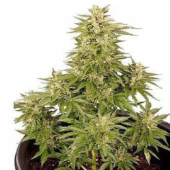 RQS Royal Critical Automatic