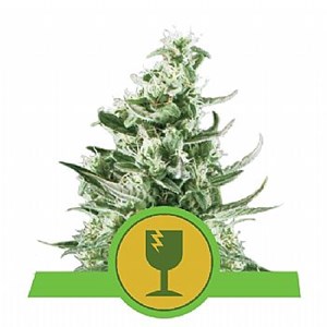 RQS Royal Critical Automatic