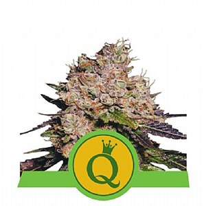 RQS Purple Queen Automatic