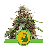 RQS HulkBerry Automatic 