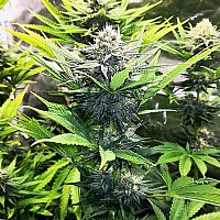 RQS North Thunderfuck