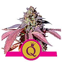 RQS  Purple Queen