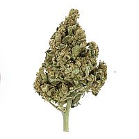 RQS Lemon Shinning Silver Haze