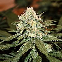 RQS Lemon Shinning Silver Haze
