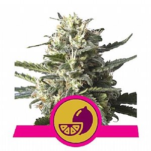 RQS Lemon Shinning Silver Haze