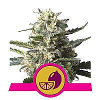 RQS Lemon Shinning Silver Haze