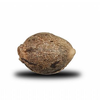 RQS Royal Cheese (Fast Flowering)