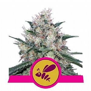 RQS Honey Cream (Fast Flowering)