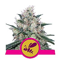 RQS Honey Cream (Fast Flowering)