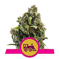 RQS Candy Kush Express (Fast Flowering)