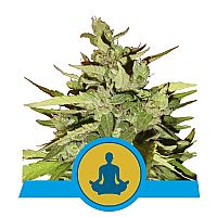 RQS Stress Killer Automatic