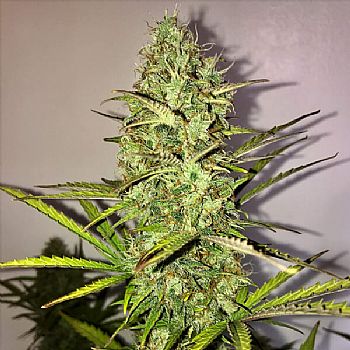 RQS Fast Eddy Automatic