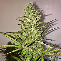 RQS Fast Eddy Automatic