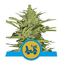 RQS Fast Eddy Automatic