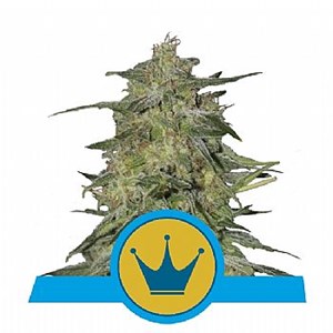 RQS Royal Highness