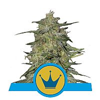 RQS Royal Highness