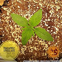 Barneys Farm - Pineapple Express Auto 
