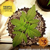 Barneys Farm - Pineapple Express Auto 