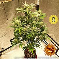 Barneys Farm - Pineapple Express Auto 