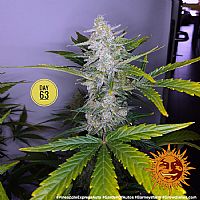 Barneys Farm - Pineapple Express Auto 