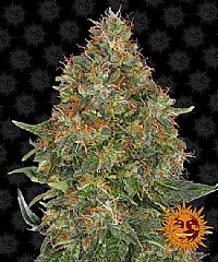 Barneys Farm - Pineapple Express Auto 