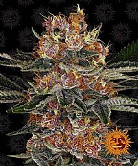 Barneys Farm - Purple Punch Auto