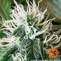 Barneys Farm - Zkittlez OG Auto 