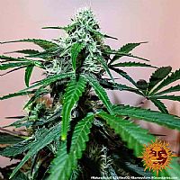 Barneys Farm - Zkittlez OG Auto 