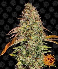 Barneys Farm - Zkittlez OG Auto 