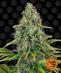 Barneys Farm - Blue Cheese Auto